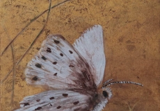 Papillon