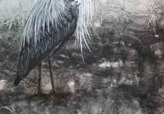 Heron-cendre-Coralie-