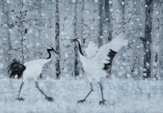 Ballet de grues du Japon