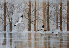 Avocettes-en-hiver-scaled