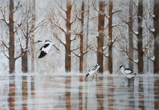 Avocettes-sur-le-lac-gele