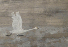 Cygne-chanteur.-C.Aubecq