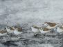 Limicoles et autres oiseaux aquatiques