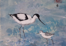 1_Avocette-et-son-petit