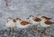 1_Becasseaux-sanderling