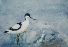 Avocette-élégante-10x10-L