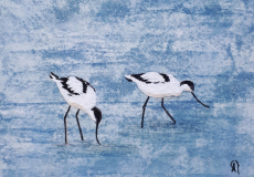 Avocettes-élégantes-L15x15