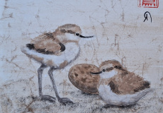 Bebes-avocette