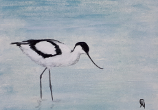 Une-avocette.Catherine-Aubecq