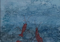 Crevettes C.Aubecq
