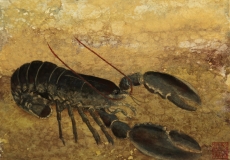 Homard C.Aubecq