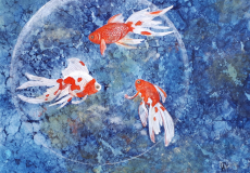 Poissons-bulle-C.Aubecq