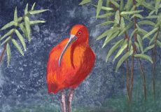 Ibis