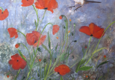 coquelicots